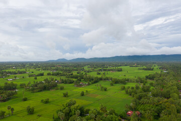 beautiful but unfocussed green grass after rain with dark cloudy sky green ricefield isolated in the island pangandaran . Scenic view of green ricefields in the Cambodia