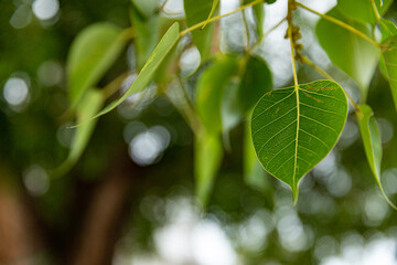 The Green leaf Pho leaf, (bo leaf, bothi leaf)  the forest bo tree is a leaf representing Buddhism...