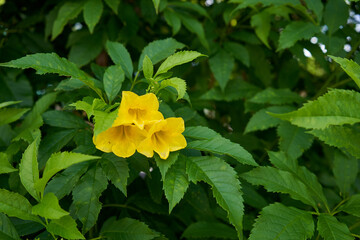 Tecoma stans or yellow trumpet flower is a species of flowering plant in the family bignoniaceae at...