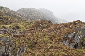 Mountain Sheep in Wicklow, Ireland