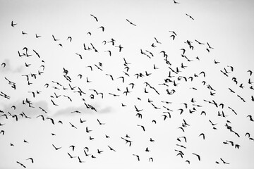 Abstract nature. Flying blur birds. Blue sky background. 