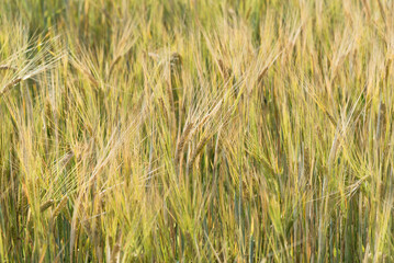 Numerous wonderful wheat plants with spikelets and green leaves ripening on large field at farmland at bright sunlight on nice summer day extreme close view.