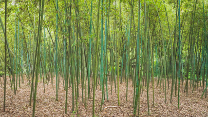 Bamboo forest of Lanting (Orchid Pavilion) scenic area in Shaoxing, China