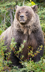 Obraz premium Grizzly bear in the wild