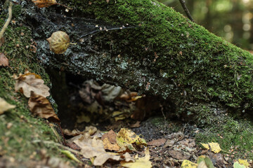 moss on tree