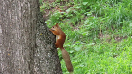 squirrel on a tree
