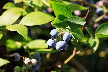 Blueberries at a branch in a garden
