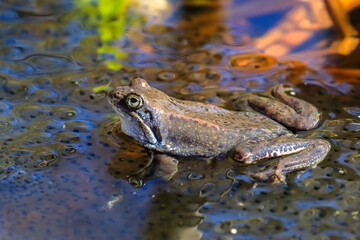 Common frog