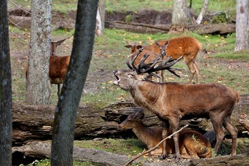 Beautiful Red Deer in rut - Is it tall,powerful,loud,wary and he is guarding his herd.
