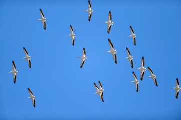 Sea birds flying on a blue sky