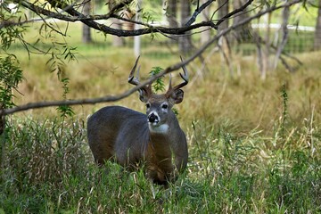 White -tailed deer on the pasture