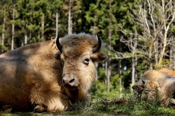 Fototapeta premium Rare white buffalo head detail 