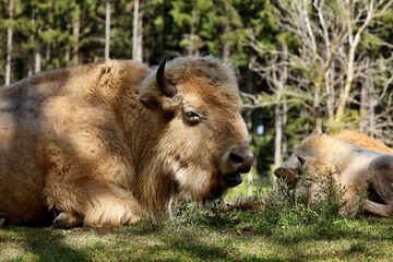 Obraz premium Rare white buffalo head detail 