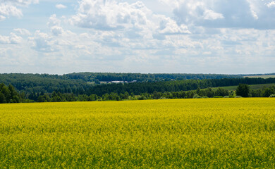 Obraz premium landscape with yellow field and sky with clouds