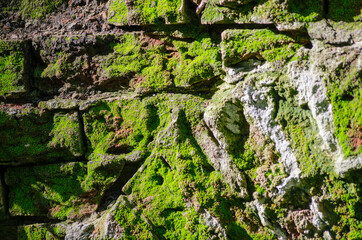 Green moss on the old stone wall at sunny day