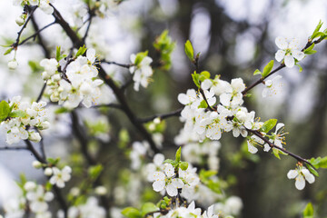 Apple tree blooming in spring with white flowers, close-up, tinted image, spring flowers selective focus
