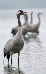 Obraz premium The common crane (Grus grus) standing in the water