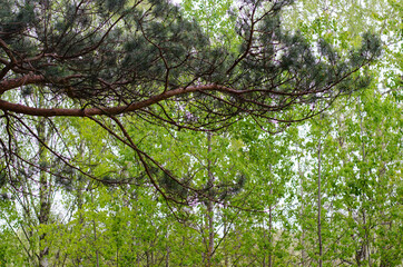 Pine branches in the forest
