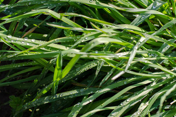 Fototapeta premium Green grass in the morning in Russia on the field