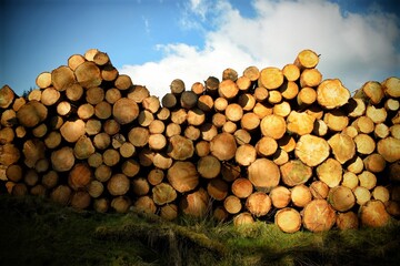 Chopped Tree Timber Pile in Ireland