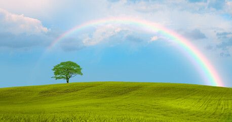 Beautiful landscape with green grass field and lone tree in the background amazing rainbow