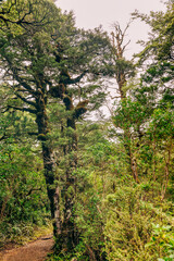 Obraz premium Footpath in forest of Tongariro National Park