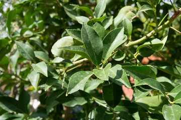 Hojas de laurel