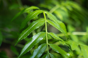 Hog Plum or Spondias or Amra Leaves And Fruits