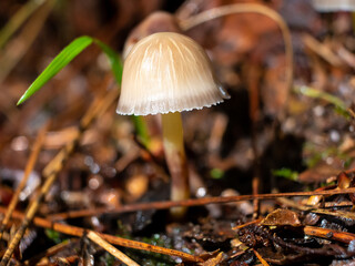 mushrooms in the forest among wet trees