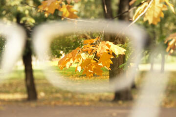 Naklejka na ściany i meble Yellow leaves of trees. Look through glasses. Beautiful autumn.