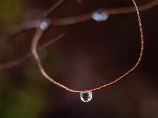 Fototapeta premium small raindrops in the forest in autumn
