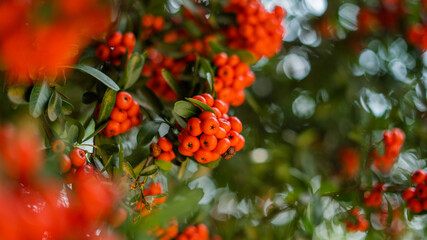 Up Close View of Bush Full of Pointleaf Manzanitas