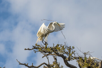 The Great Egret in flight in breeding plumage.  The great egret is a little over three feet tall...