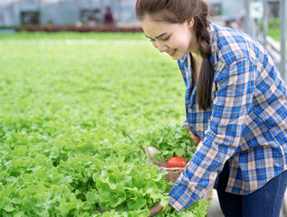 Asian woman farmer picking lettuce in hydroponic greenhouse.