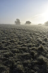 Frozen Irish Meadow at Foggy Sunrise