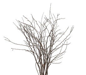 Bare forest trees, branches isolated on white background with clipping path