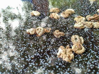 Bird shit on the table
