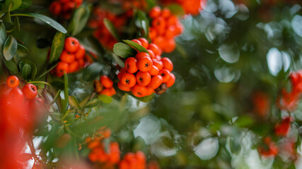 Bush Full of Pointleaf Manzanita Fruit