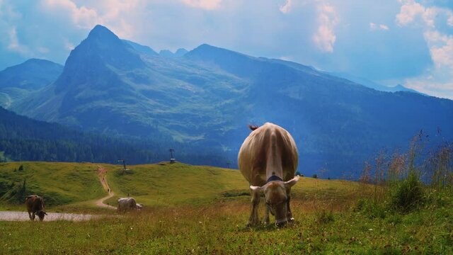Caw grazing in the Dolomites, Italian Alps