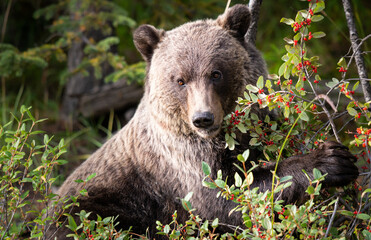 Grizzly bear in the wild