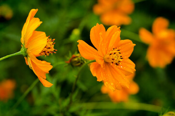 delicate orange flower on a green background