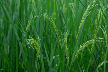 Obraz premium Close Up Baby Rice Pure Green Paddy Plant