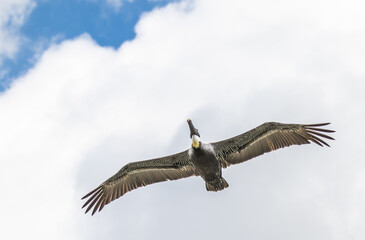 Looking straight up at a brown pellican in flight, wings fully extended, St Augustine harbor, Florida.
