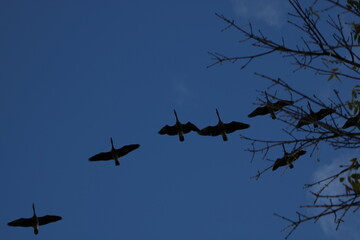 geese in formation