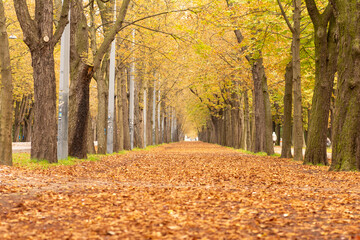 Autumn Prater park alley in yellow, Vienna, Austria
