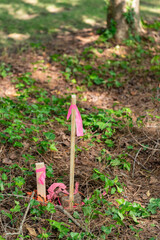 Survey stakes with orange pink ribbons indicating property lines with a shallow depth of field and...
