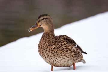 Ente im Schnee