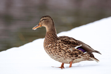 Obraz premium Ente im Schnee