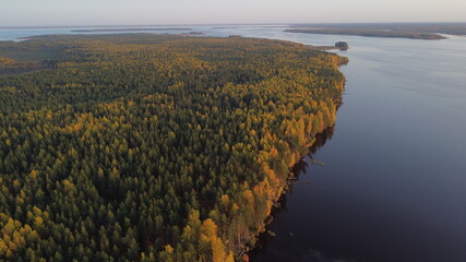 Landscape with a view of the lake, overgrown with tall pines, top view