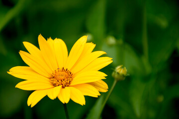 yellow flower in the garden